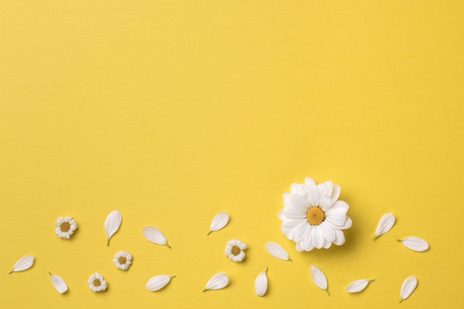 Spring or summer background with copy space for text: chamomiles and petals, white flower with yellow heart.