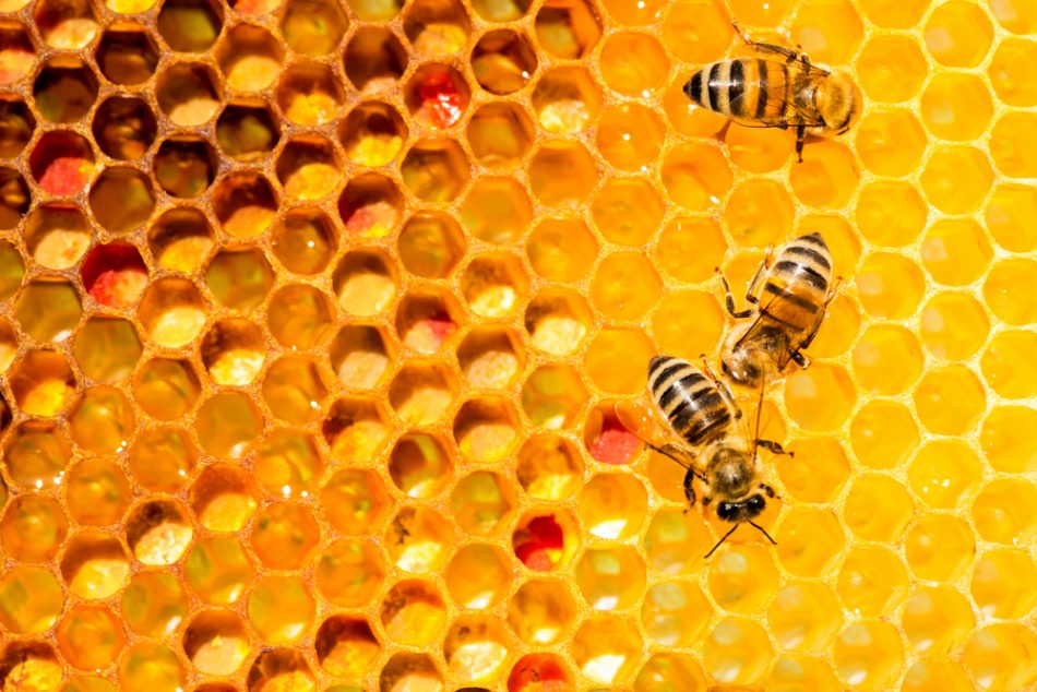 Closeup of bees on honeycomb.