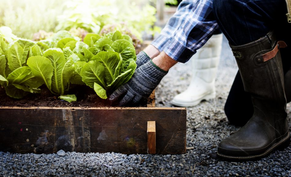 Why gardening is good for you