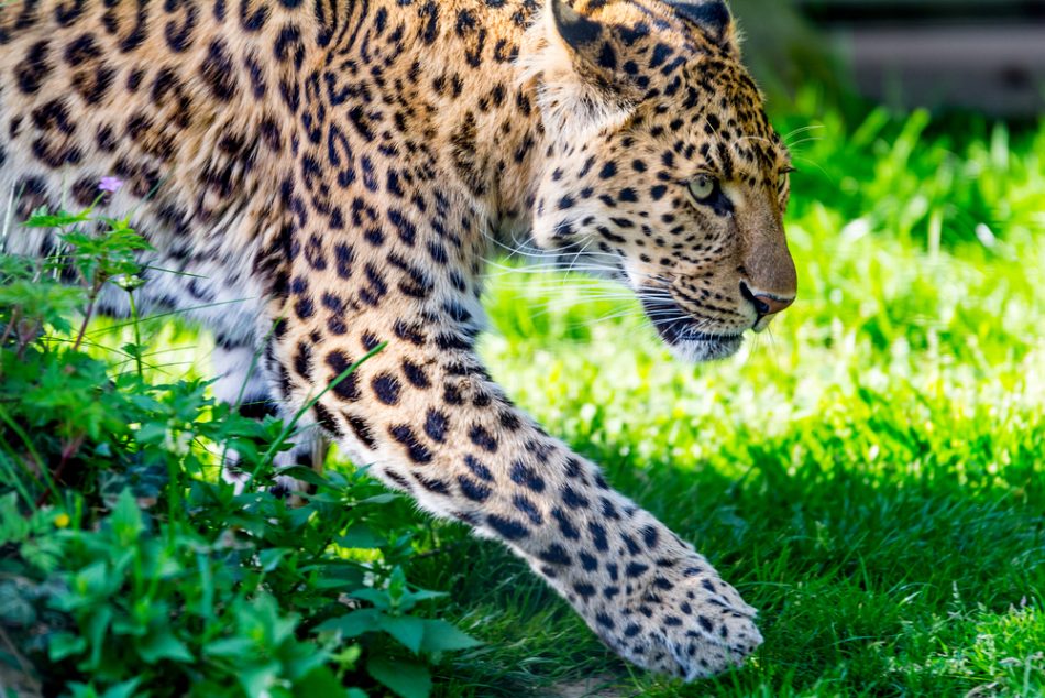 Population of endangered leopa