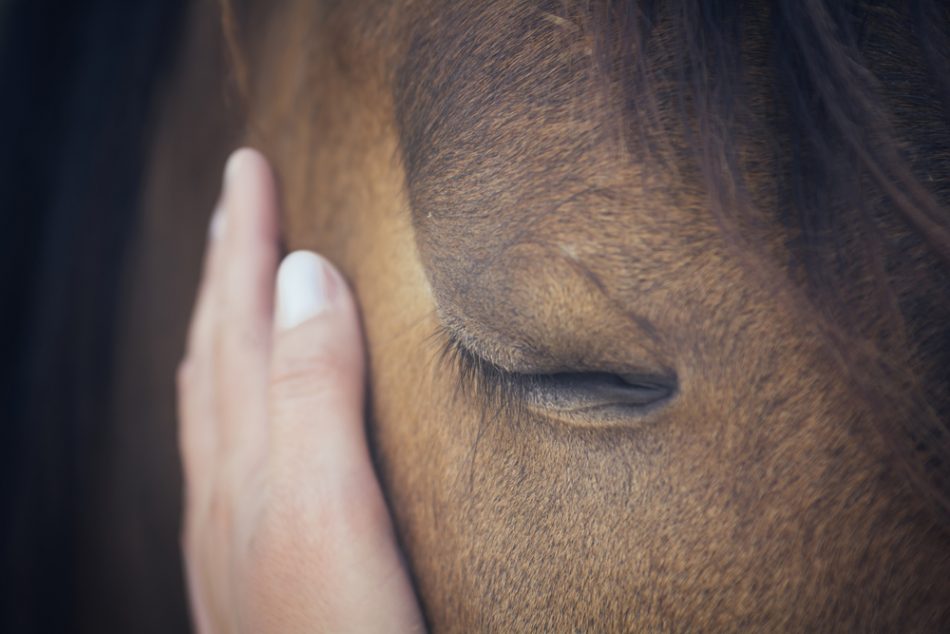 A female hand stroking a brown horse head.