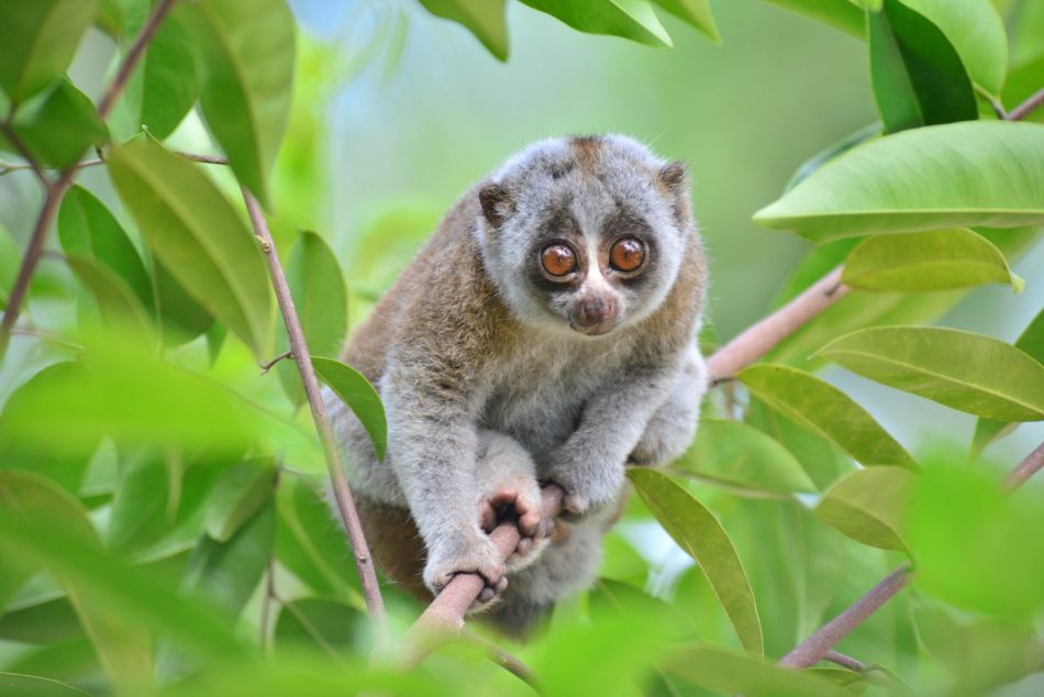 A network of suspended bridges are helping Java's slow lorises survive |  The Optimist Daily: Making Solutions the News