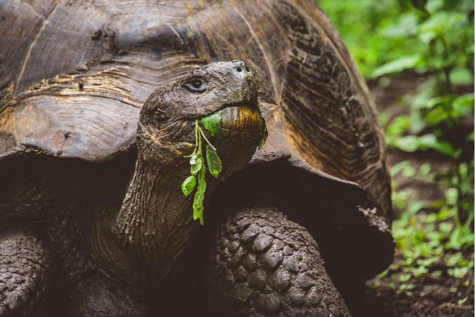Giant tortoise munching on leaves