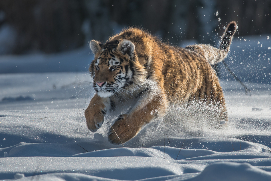 Siberian/Amur tiger leaps through the snow