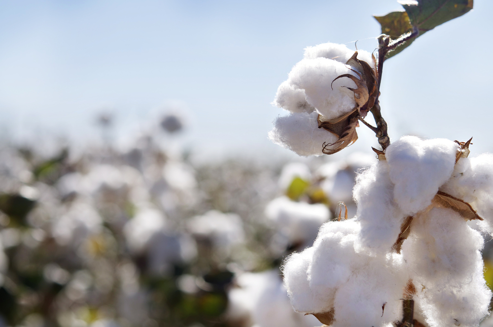 Better cotton: It’s not perf