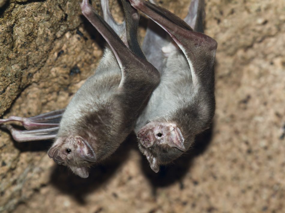 Pair of common vampire bats.