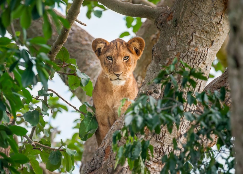 Tree climbing lion cub.