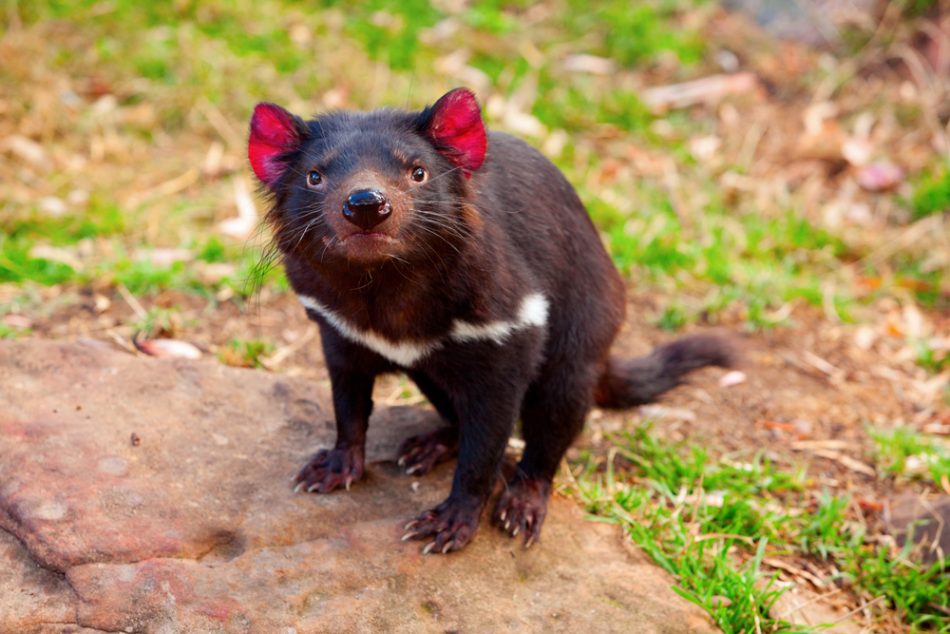 First Tasmanian devils born in