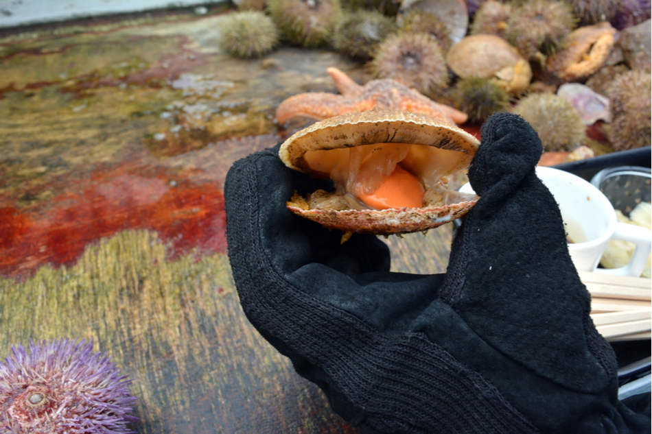 close up of fisher's hand holding freshly caught scallop