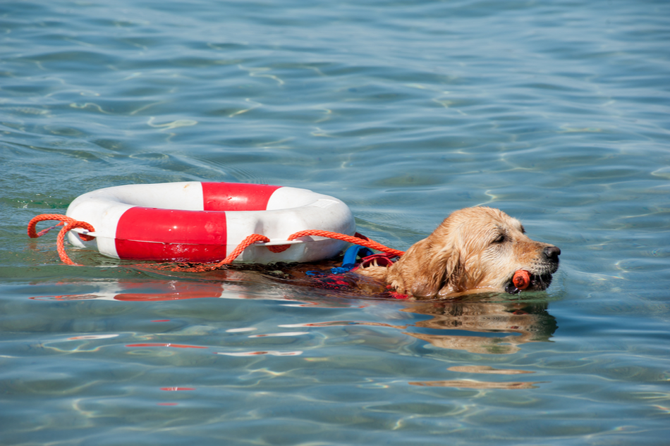Lifeguard dogs successfully re