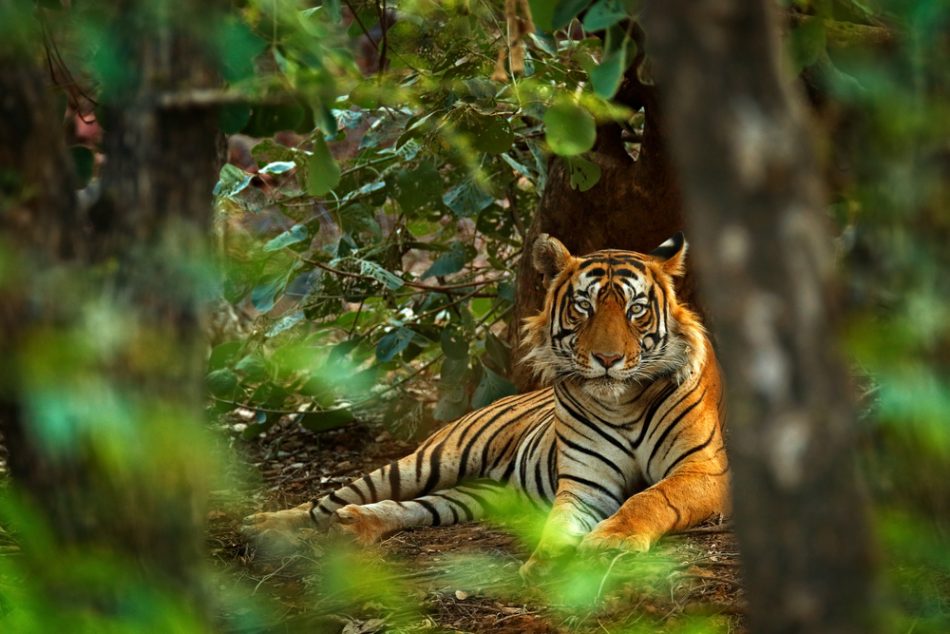 India’s tiger population gro