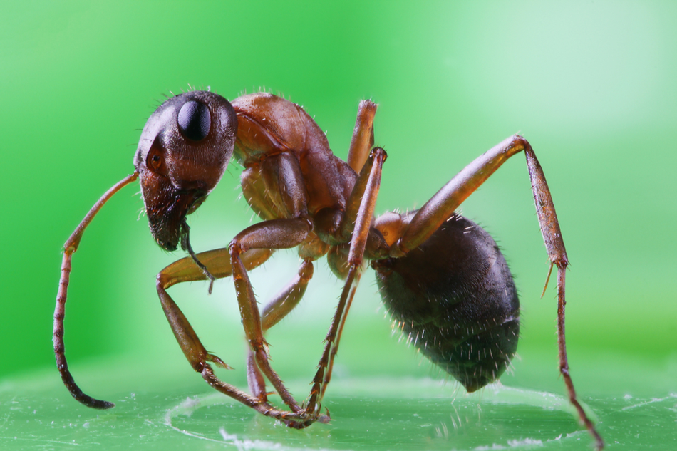 An ant standing on a green leaf, from up close