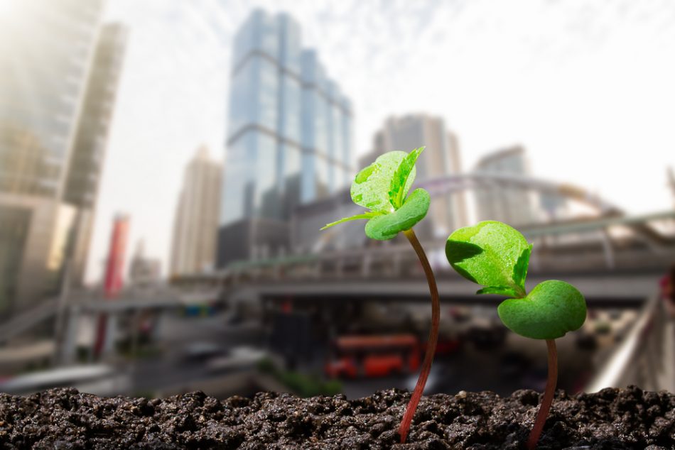Small green plant in front of a city skyline