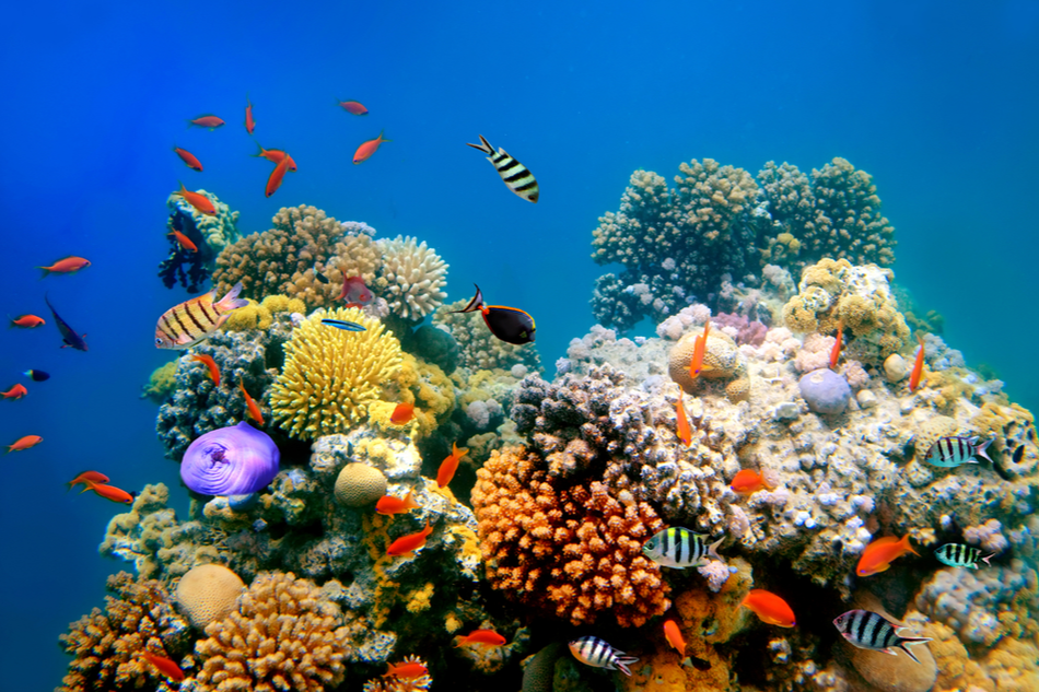 Tropical fish swimming next to a colorful a coral reef