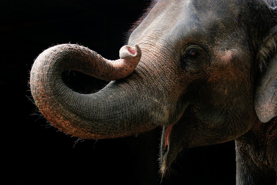 Versatility of elephant trunks