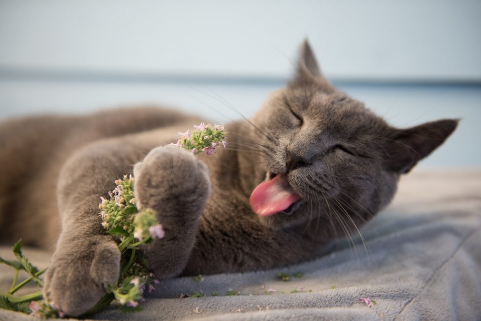 Gray cat enjoying fresh catnip.