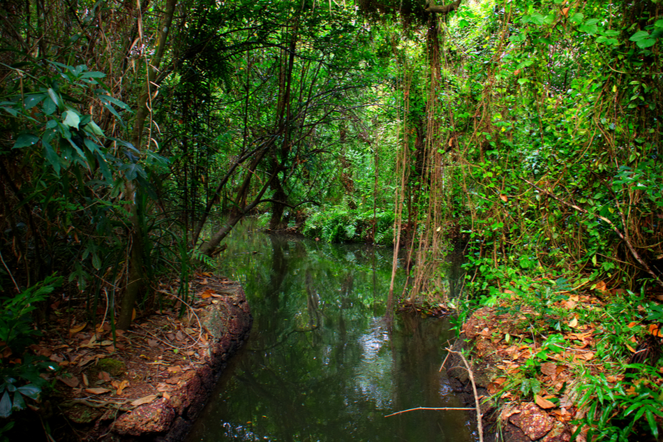 Creek running through the rainforest in India's Western Ghats mountains