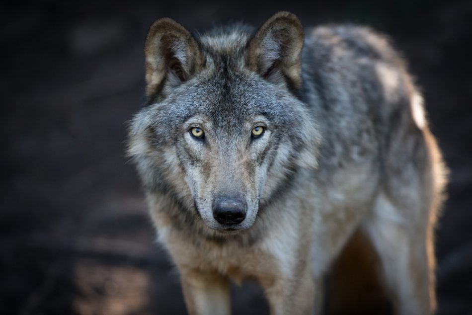 Reintroduction of wolves reduc