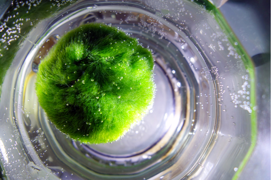 Marimo ball inside a glass container filled with water