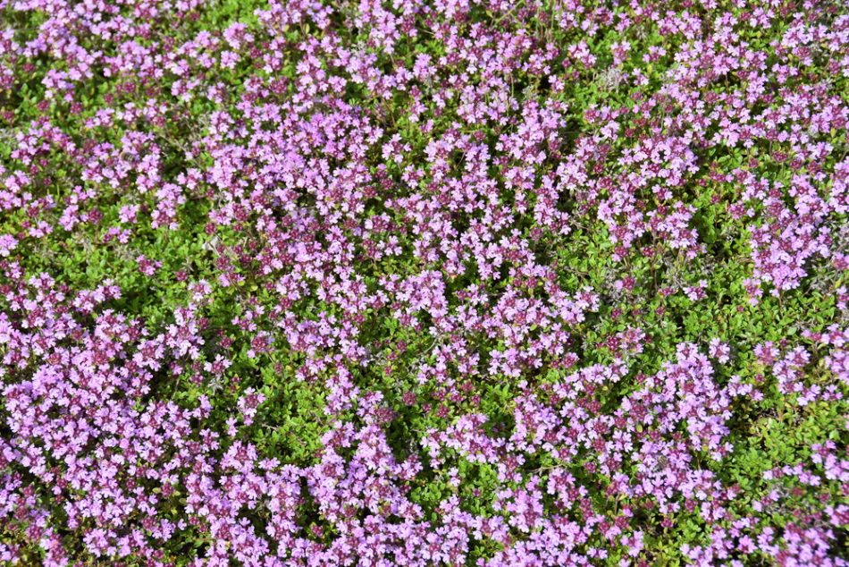 Creeping thyme on lawn