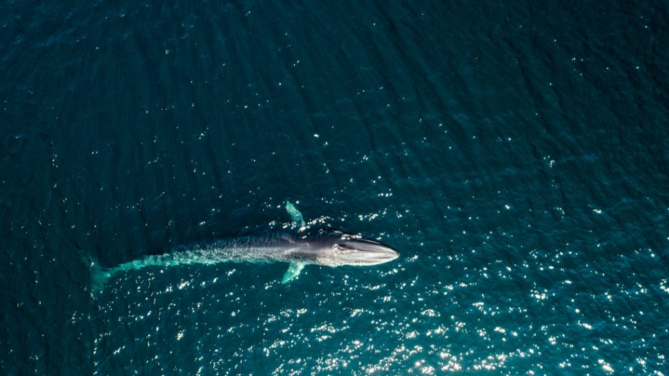 Aerial of fin whale in the Antarctic ocean.