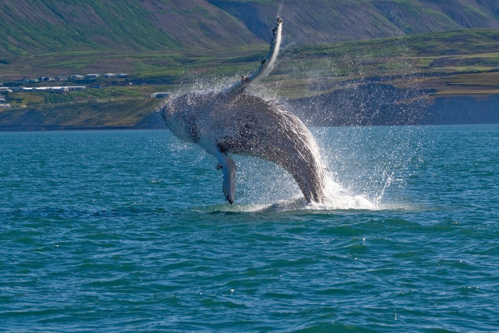 Whales Iceland