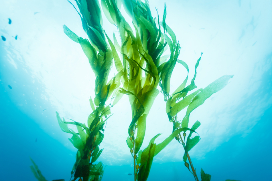 underwater seaweed moving with current