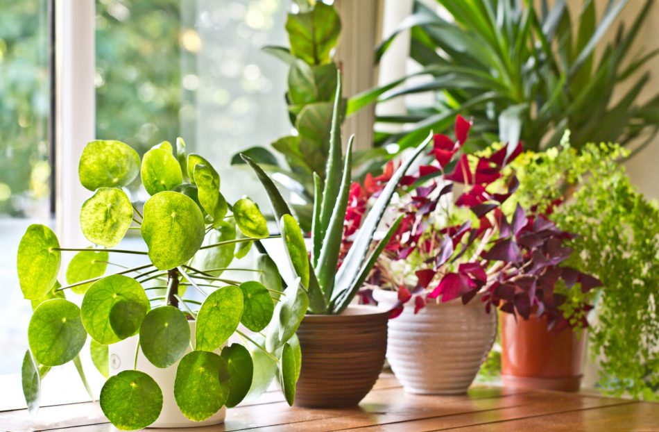 How to keep your houseplants a