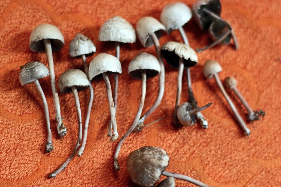 Research shows psilocybin can 