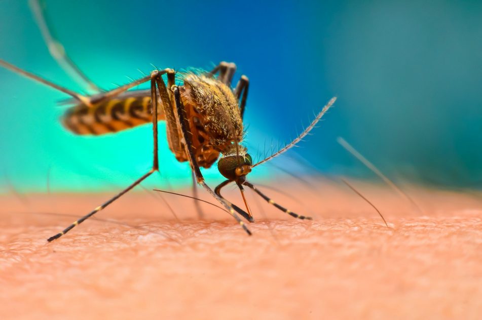Mosquito monitors prove that t