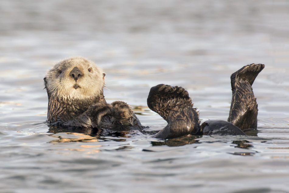 Why sea otters may soon return