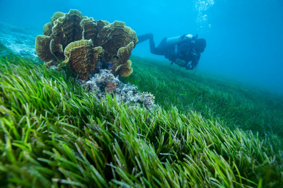 Why seagrass meadows are the c