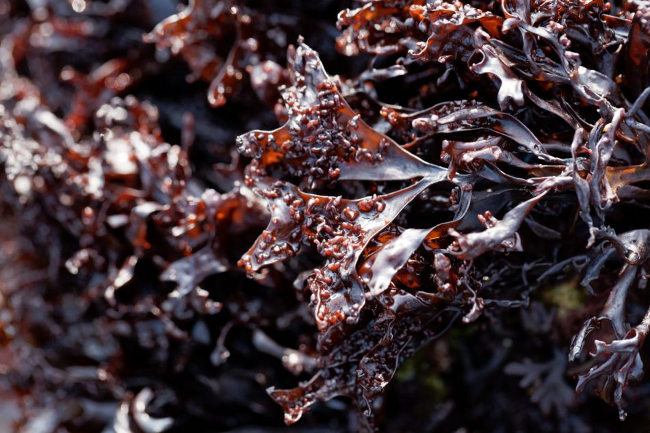 Why seaweed is the future of m
