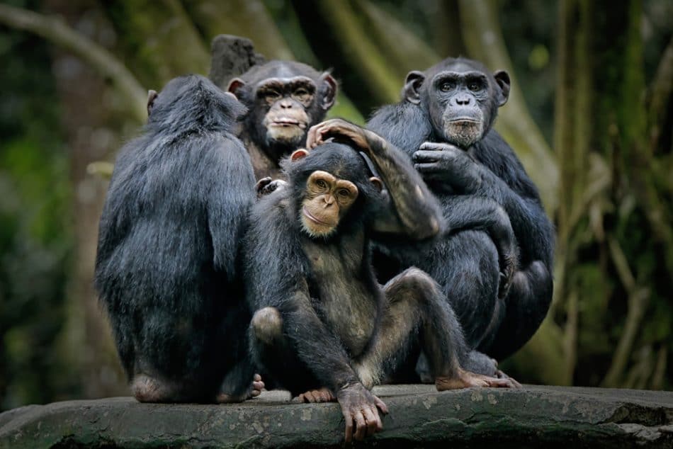Group of chimpanzees sitting together in a tree