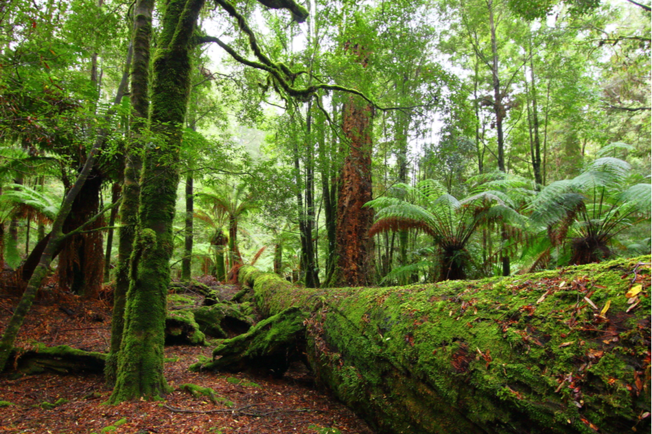 Old native forest in Tasmania