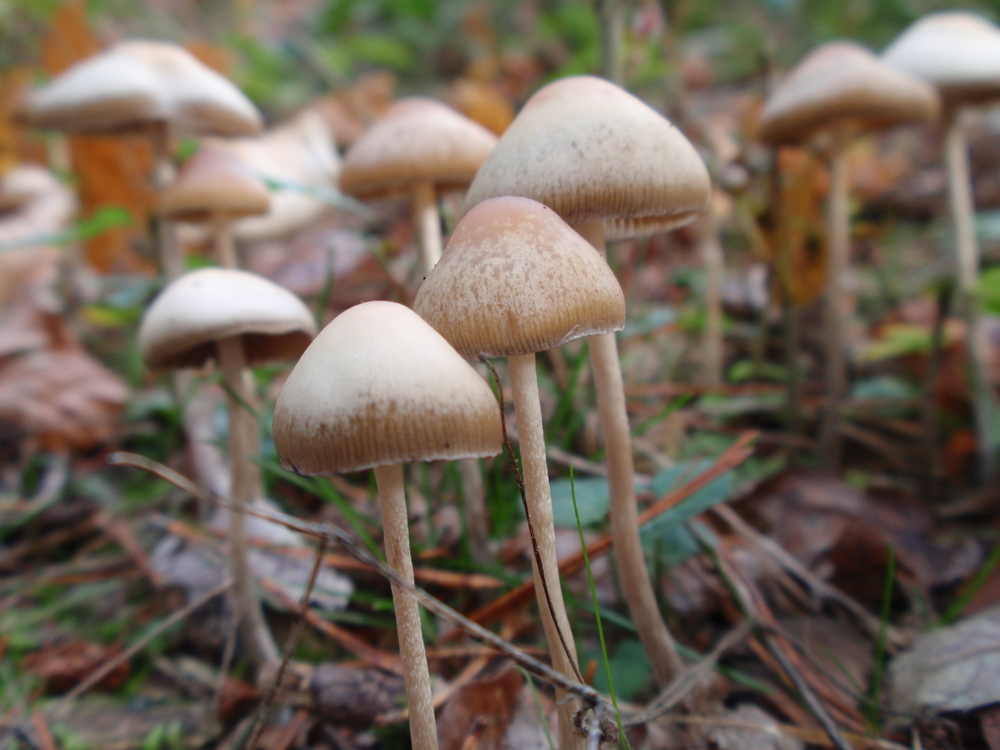 Magic mushrooms and LSD alter 