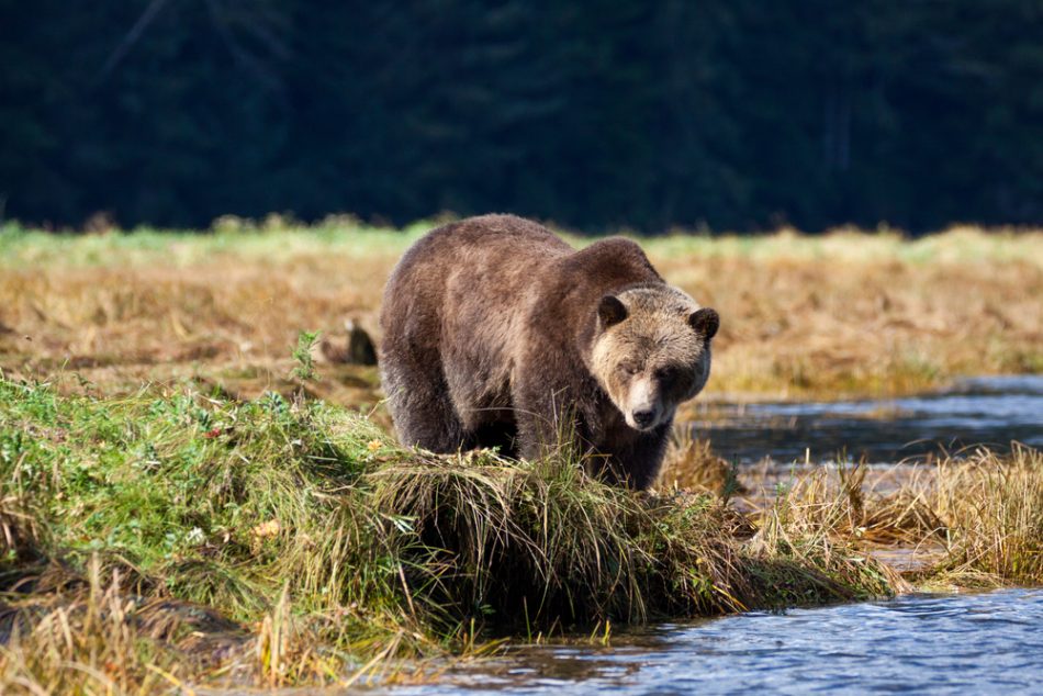 A new tool for bear conservati
