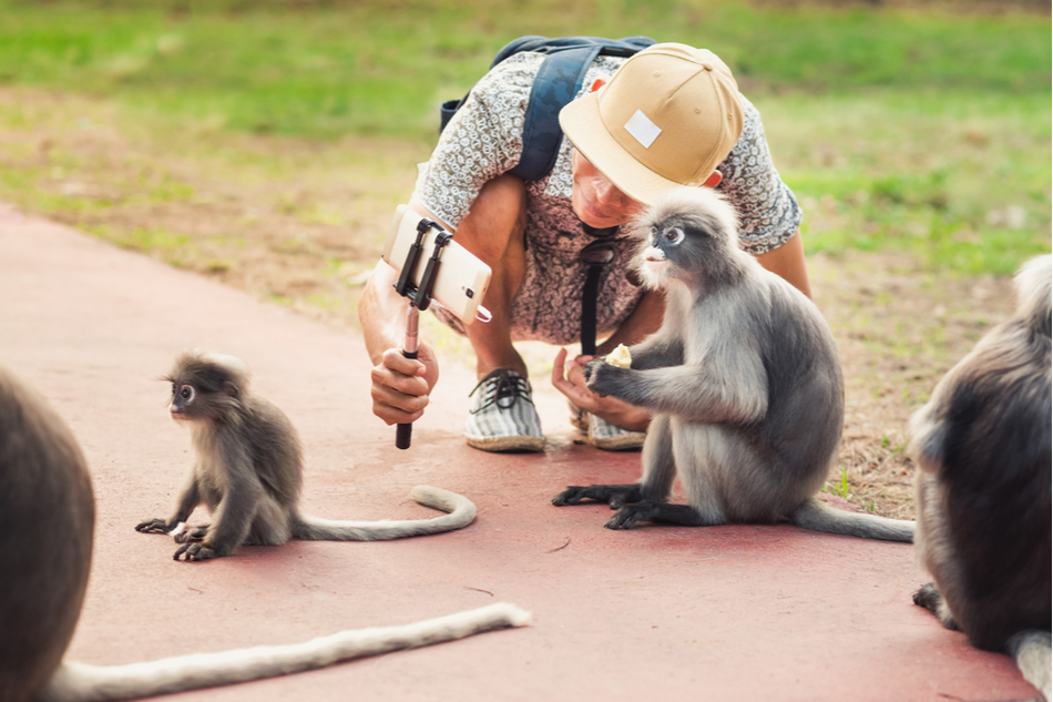 tourist takes selfie with monkey