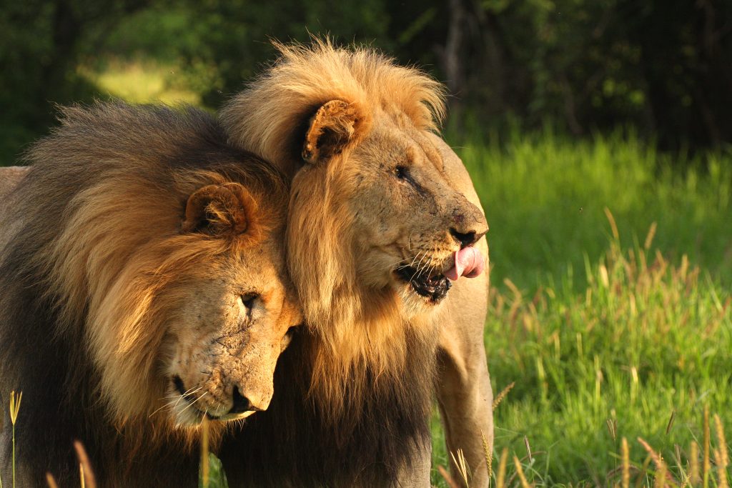 Lions affection