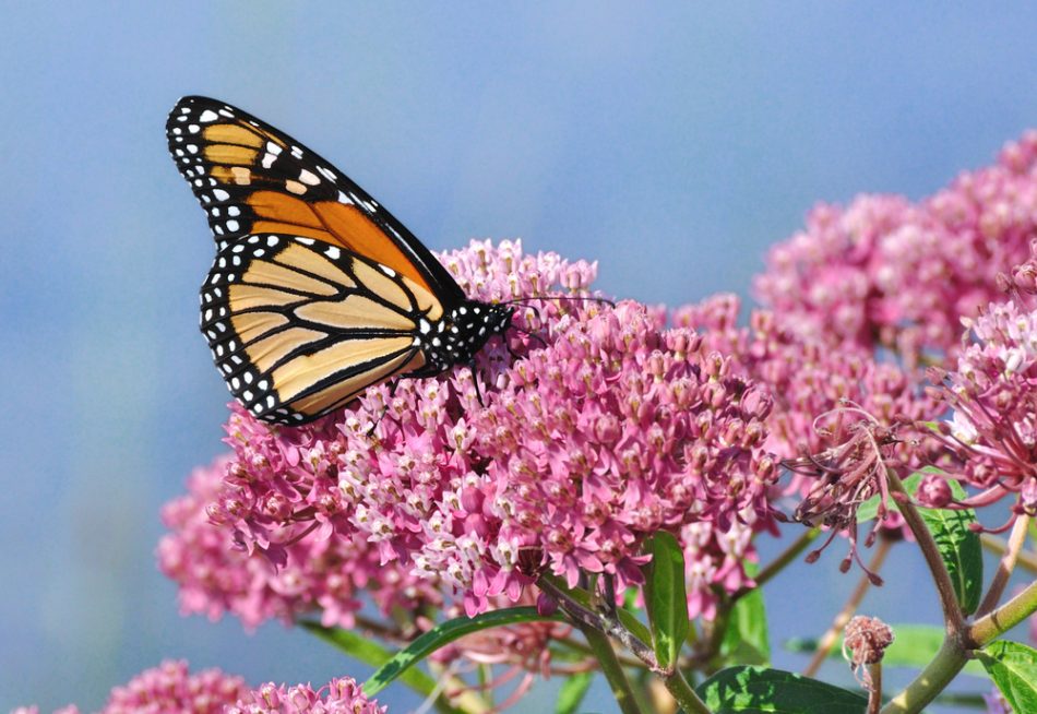 Monarch conservation coalition