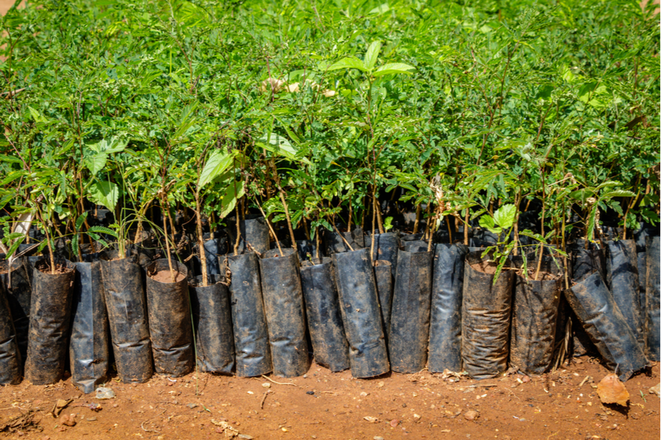A tree gets planted in Uganda 