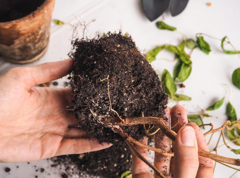 Root rot: How to treat and pre