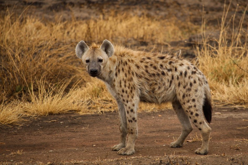 Hyenas offer surprising public