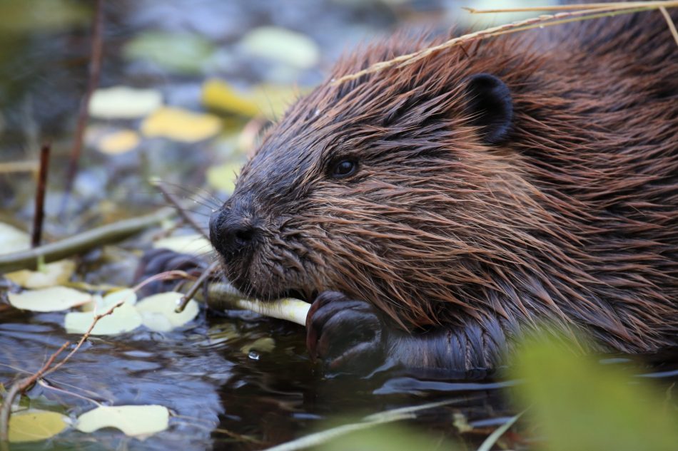Beavers to be reintroduced to 