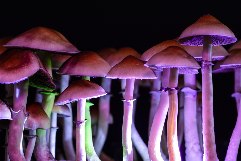 Psychedelic-like drugs could t