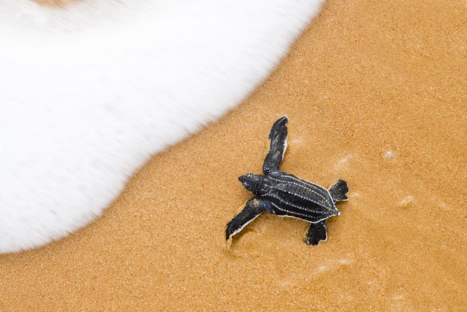 Endangered sea turtles are thr