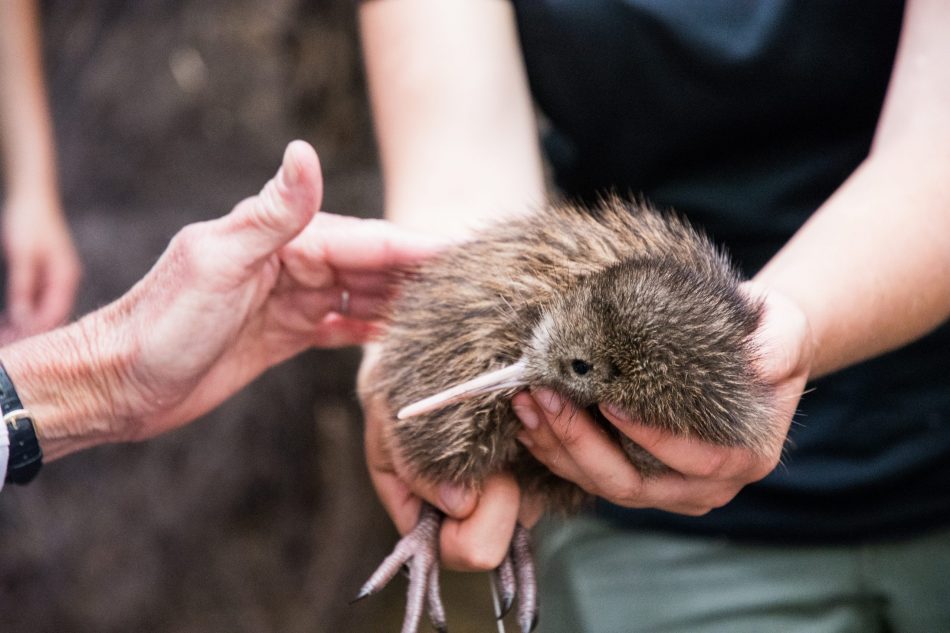 Saving kiwi birds