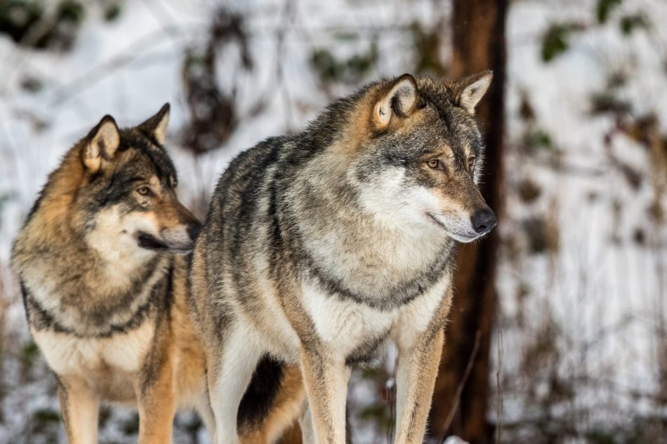 Grey wolf protection reinstated