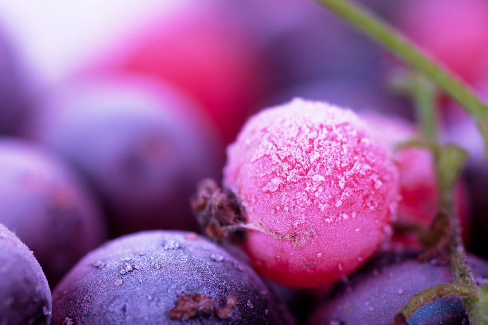 Macro view of frozen berries: blackcurrant, redcurrant, blueberry.