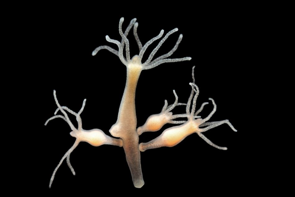 Hydra vulgaris floating in front of a black background.